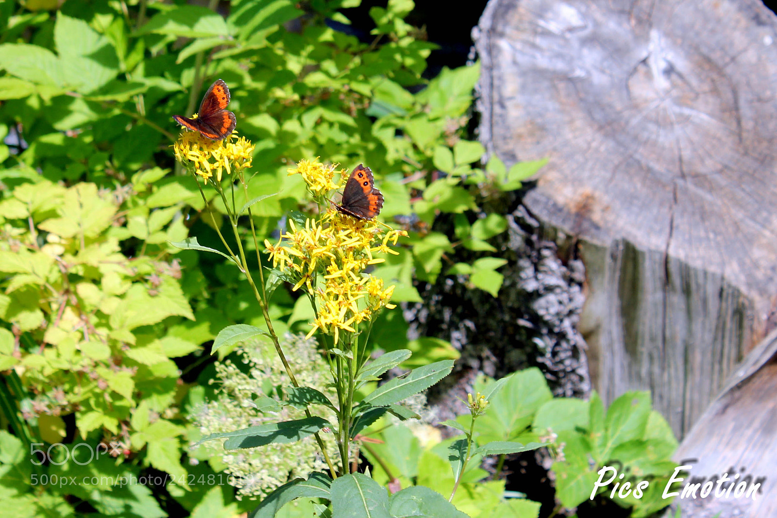 Canon EOS 550D (EOS Rebel T2i / EOS Kiss X4) sample photo. Butterflies photography