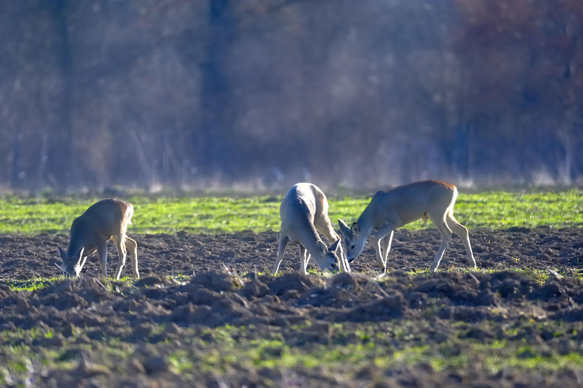 Nikon D700 sample photo. Deer photography