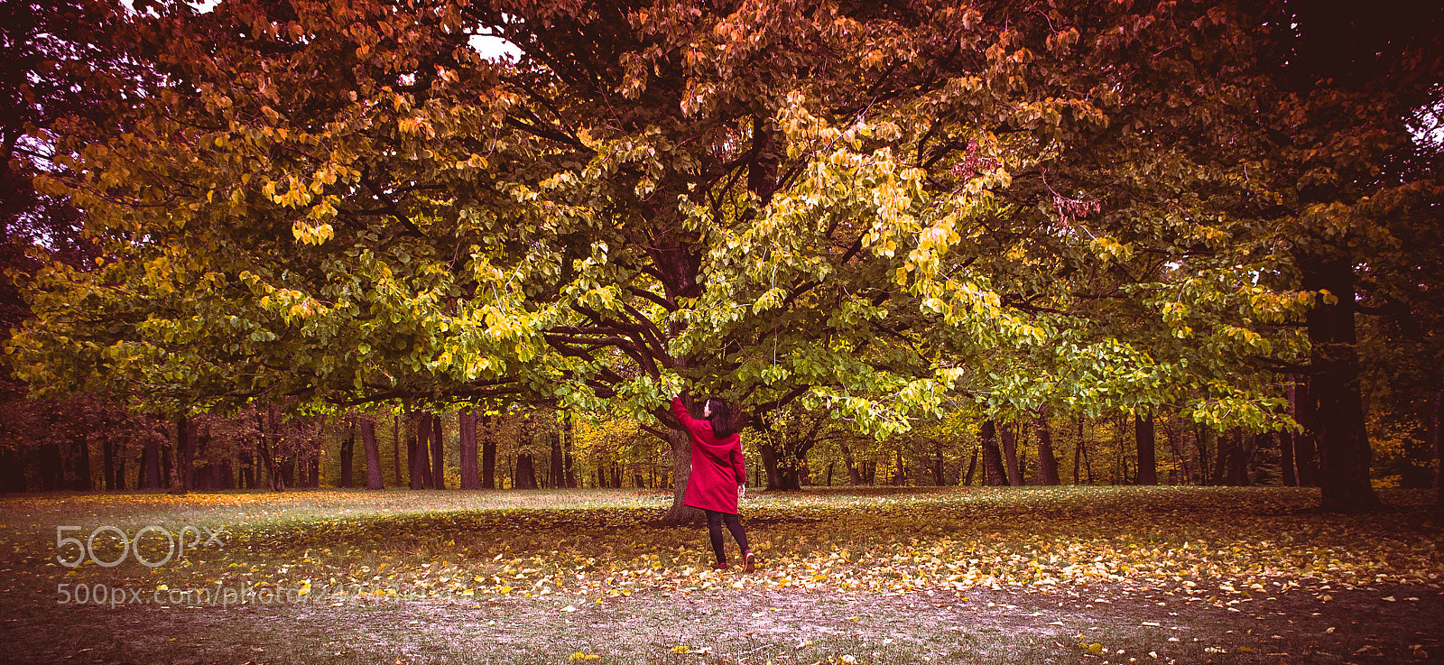 Nikon D3100 sample photo. Autumn tree photography
