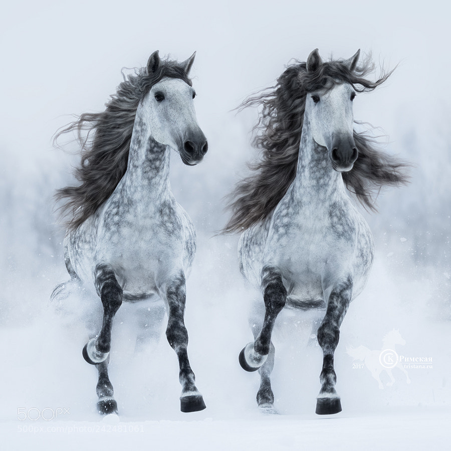 Canon EOS 7D Mark II sample photo. Two gray long-maned andalusian photography