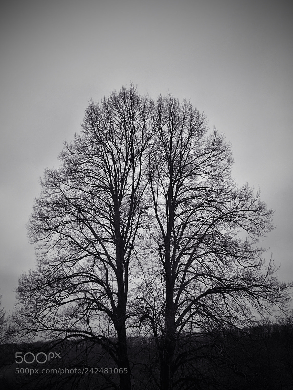 Apple iPhone sample photo. Untitled photography