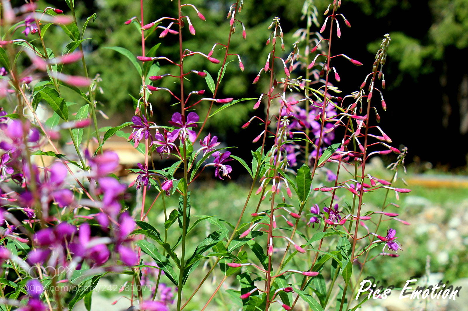 Canon EOS 550D (EOS Rebel T2i / EOS Kiss X4) sample photo. South of france photography
