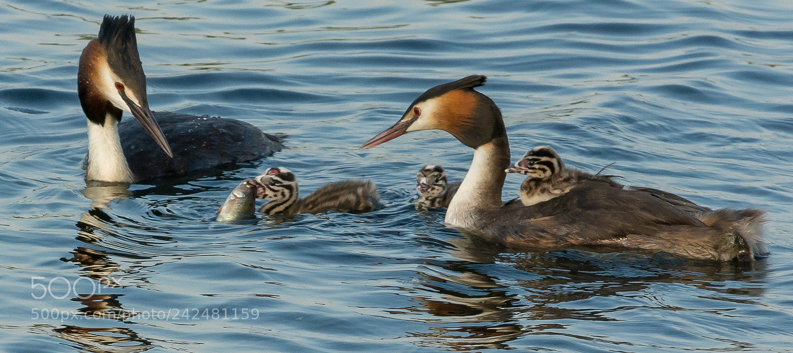 Nikon D7100 sample photo. Parenting photography