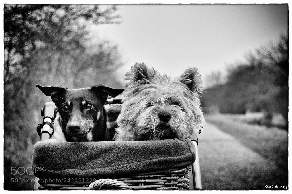 Nikon D7200 sample photo. Muppets photography
