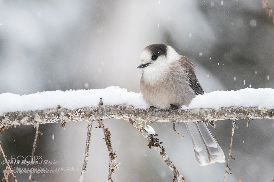 Canon EOS 7D Mark II sample photo. Winter gray jay photography