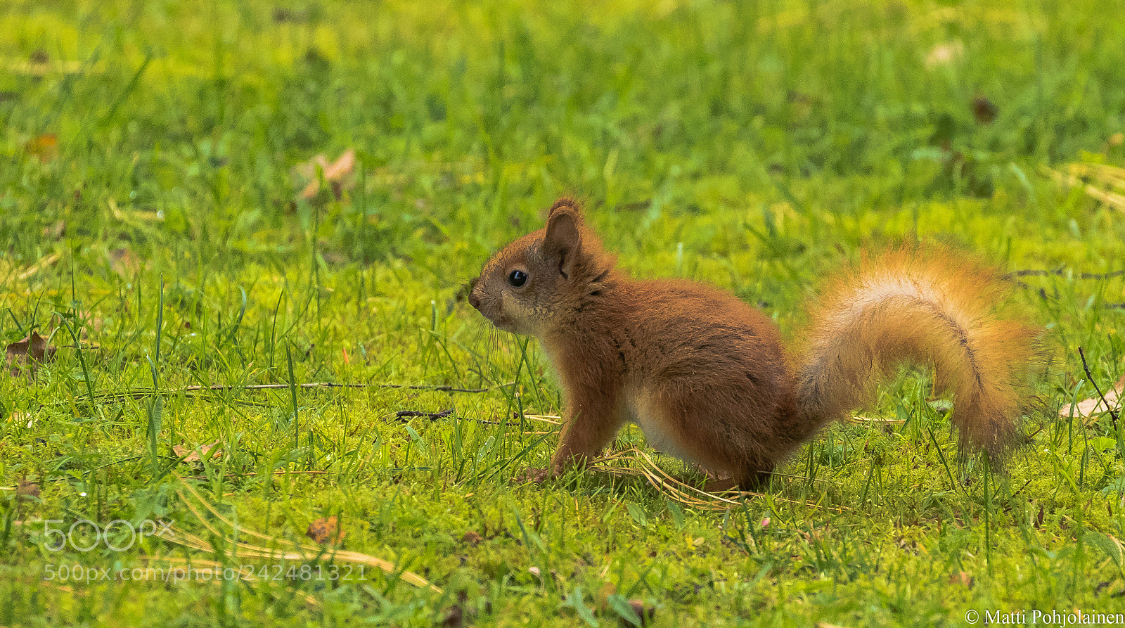 Canon EOS 7D Mark II sample photo. Young red squirrel photography