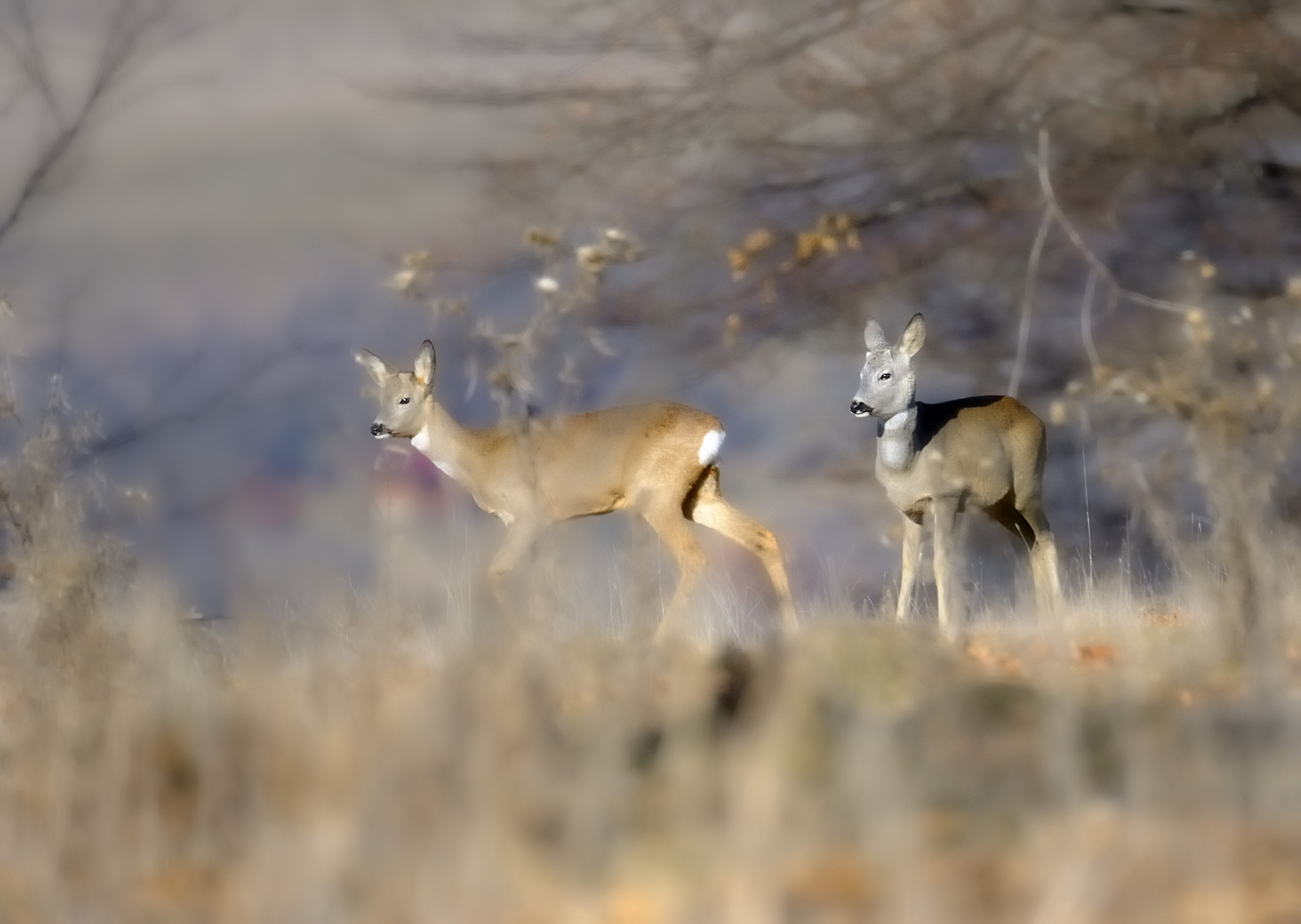Nikon D700 sample photo. Deer  0186 photography