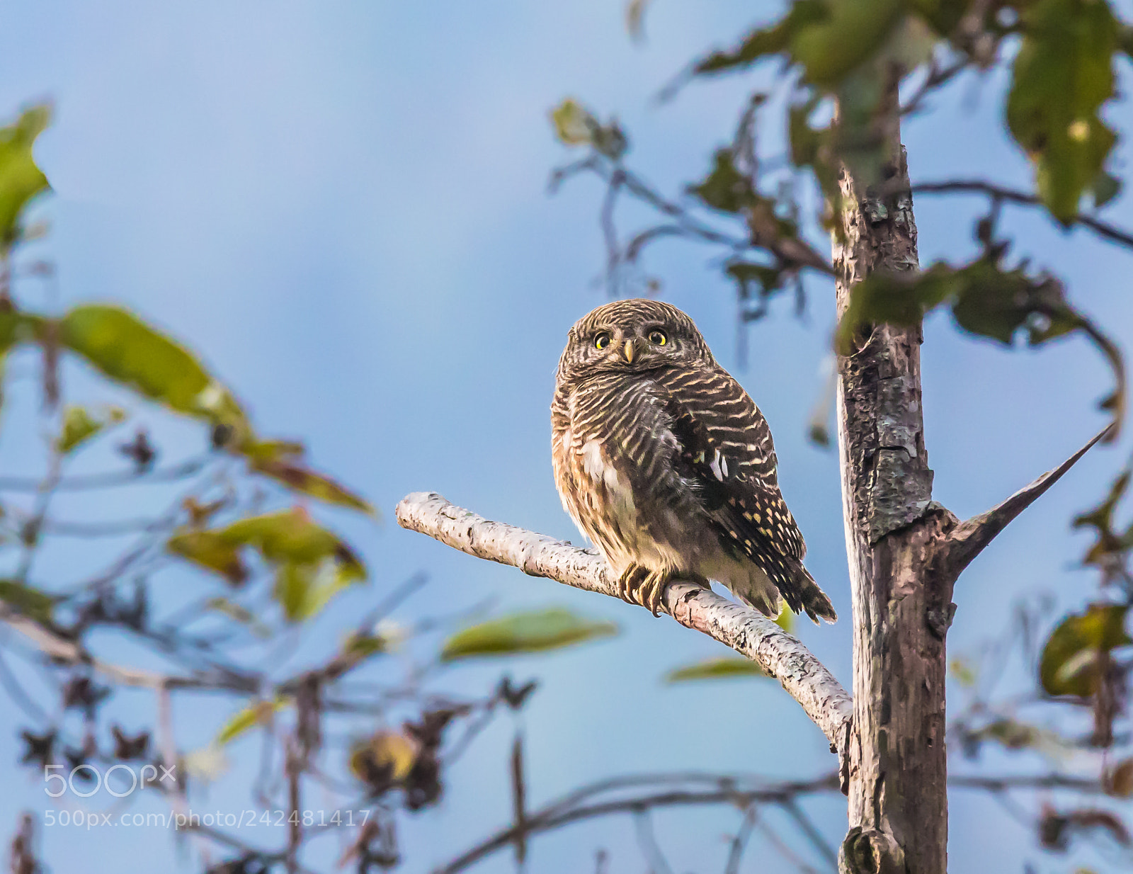 Canon EOS 7D Mark II sample photo. The perched owl photography