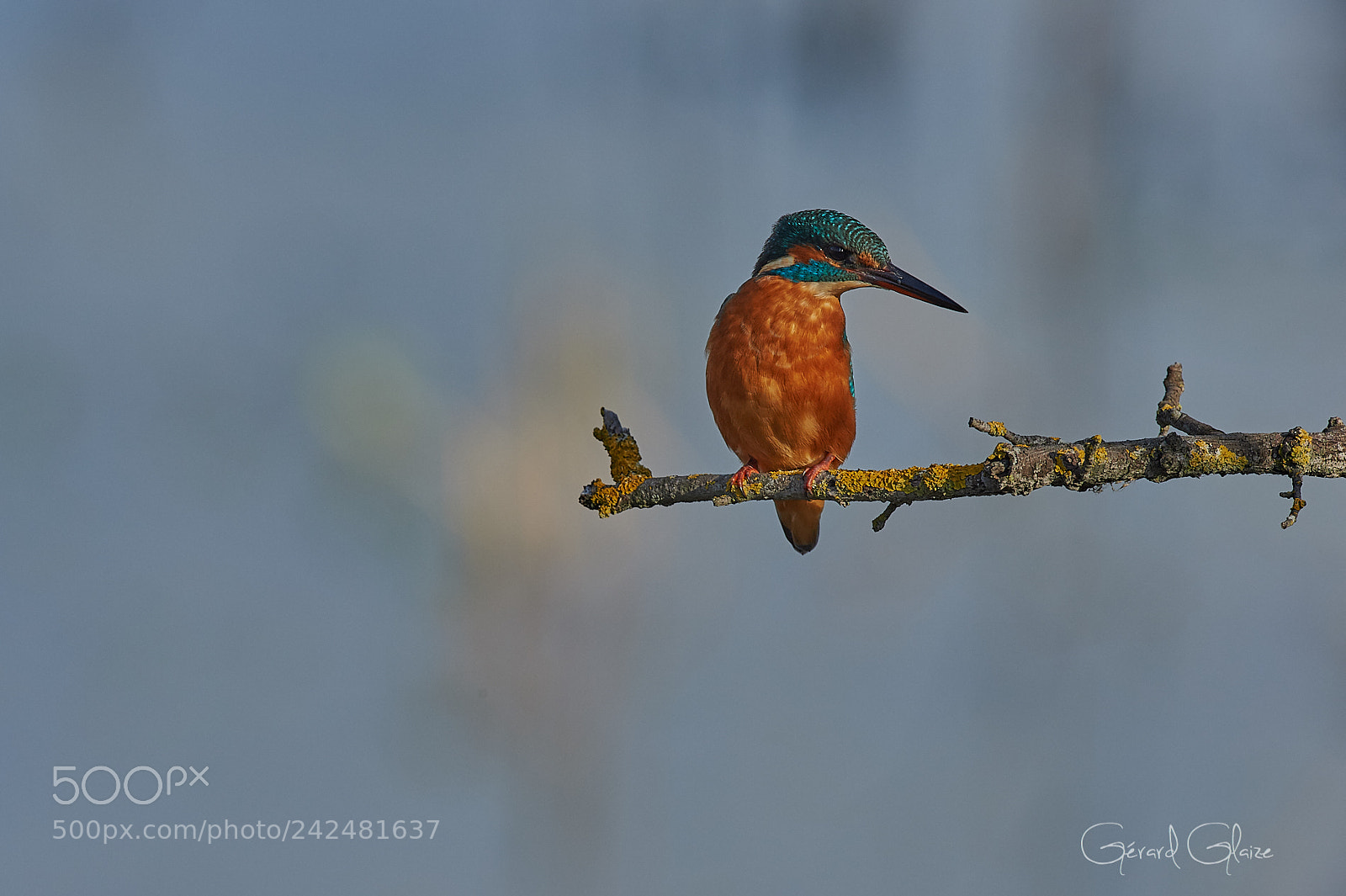 Nikon D4 sample photo. Kingfisher photography