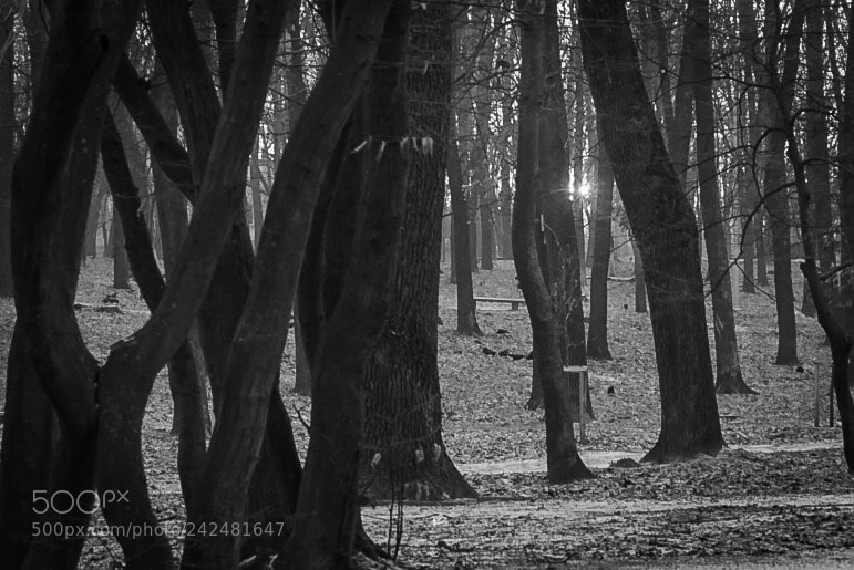 Sony a7 sample photo. Untitled photography
