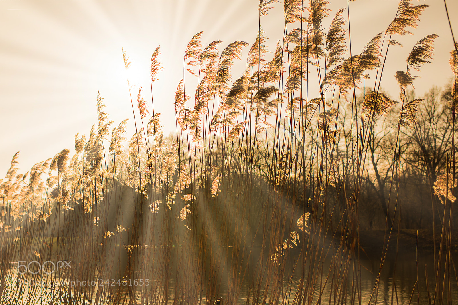 Nikon D810 sample photo. Sunny sunday photography