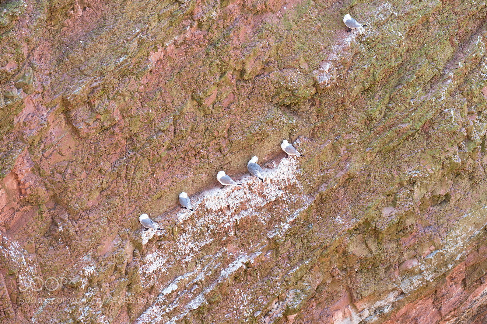 Panasonic Lumix DMC-FZ1000 sample photo. Seabirds photography