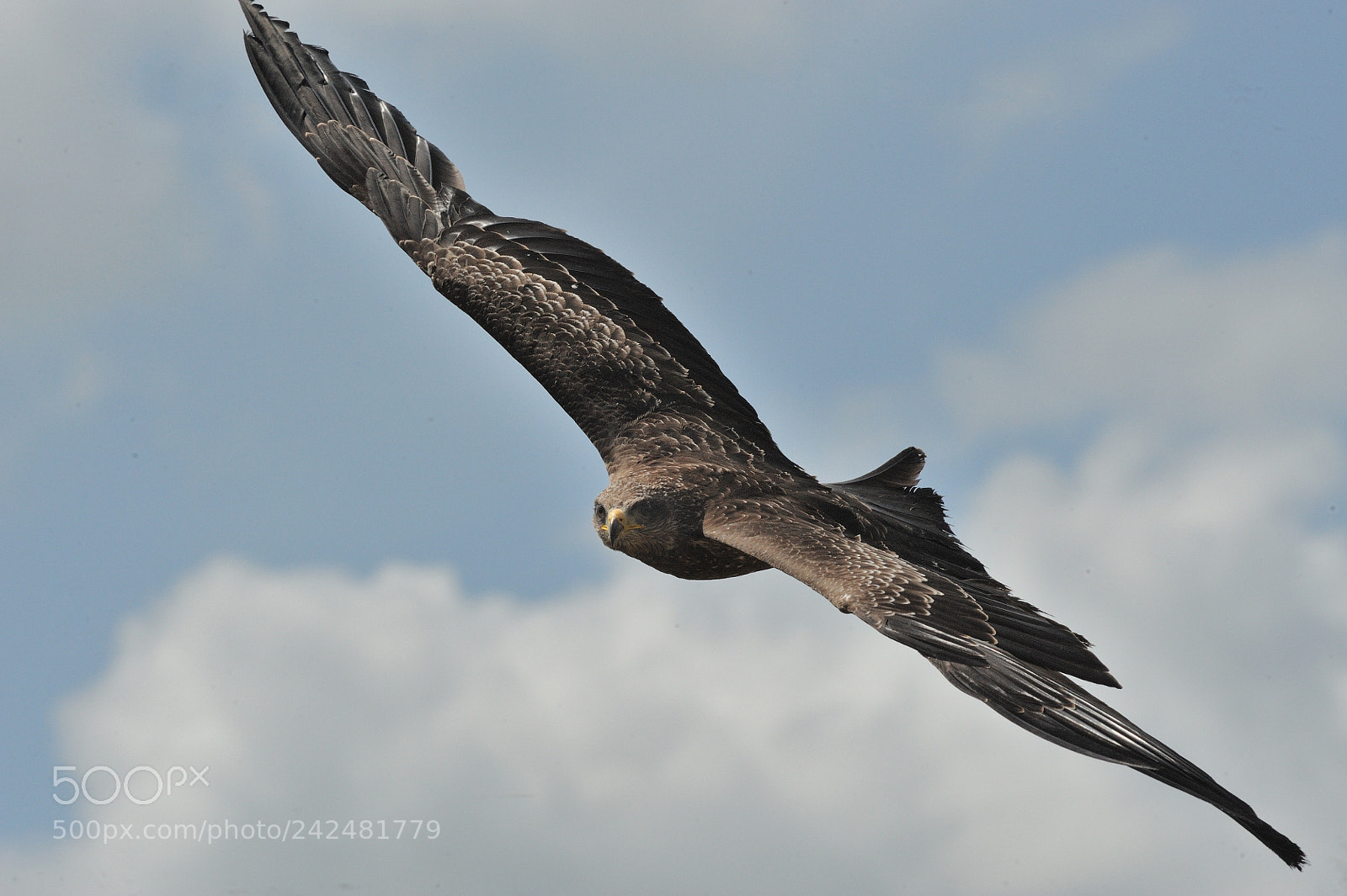 Nikon D3 sample photo. Red kite in clouds photography