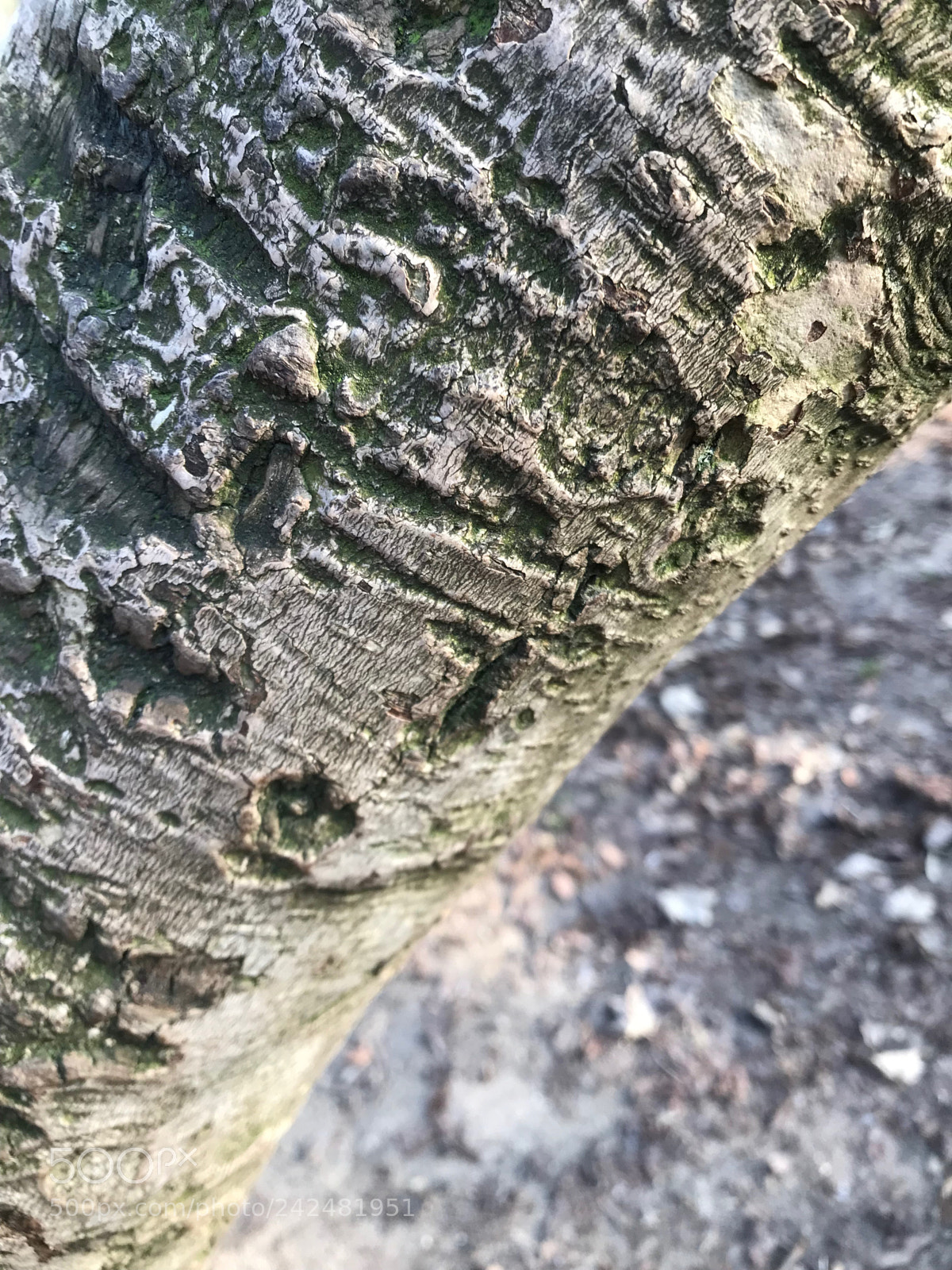 Apple iPhone 7 Plus sample photo. Wooden photography