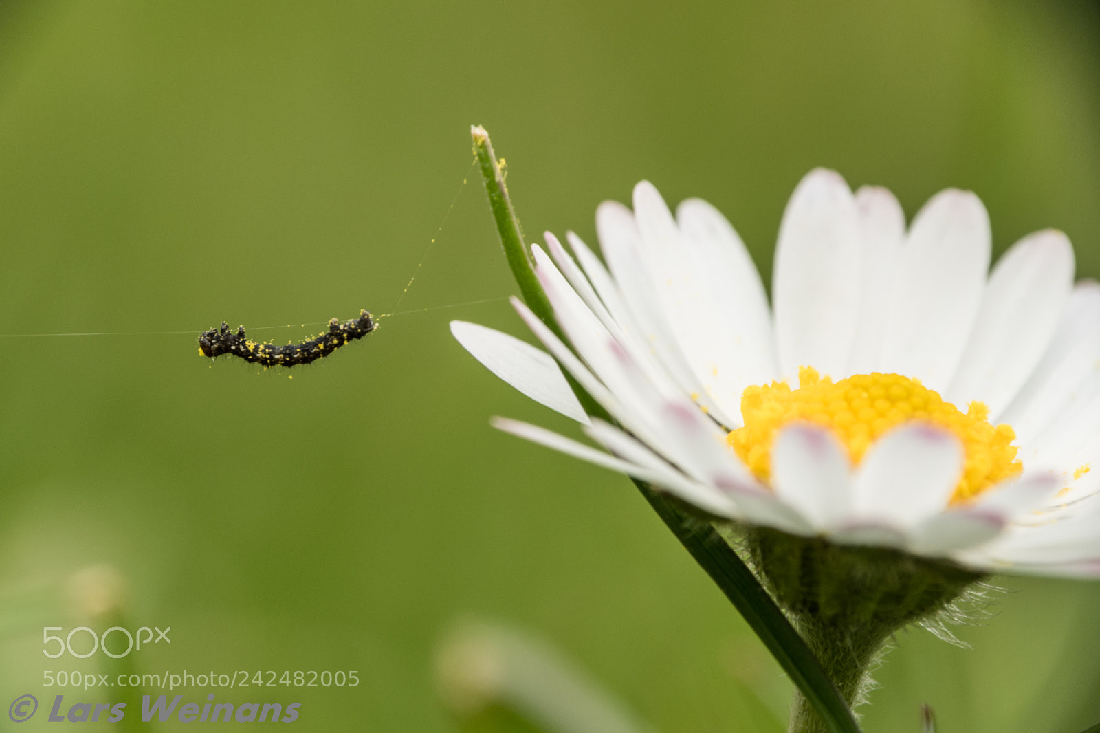 Nikon D500 sample photo. Catarpiller on the run photography