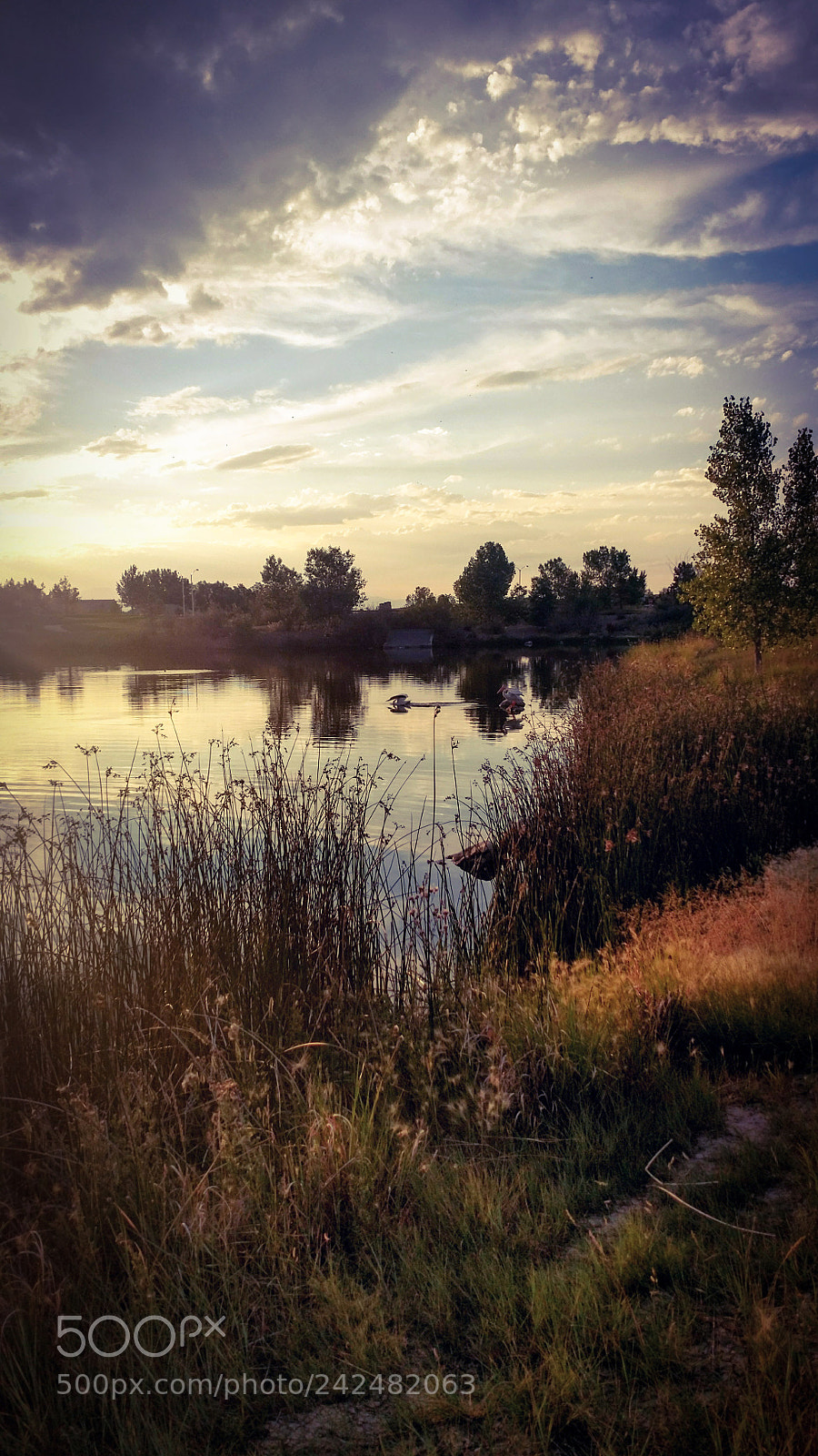Motorola XT1650 sample photo. The pond photography