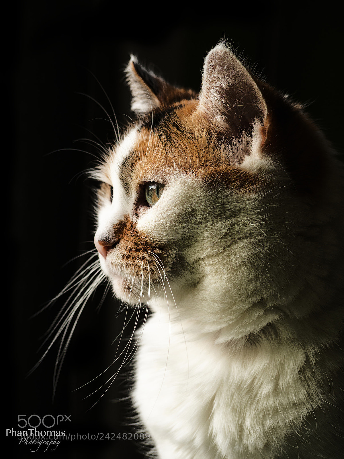 Olympus OM-D E-M10 II sample photo. Cat portrait photography