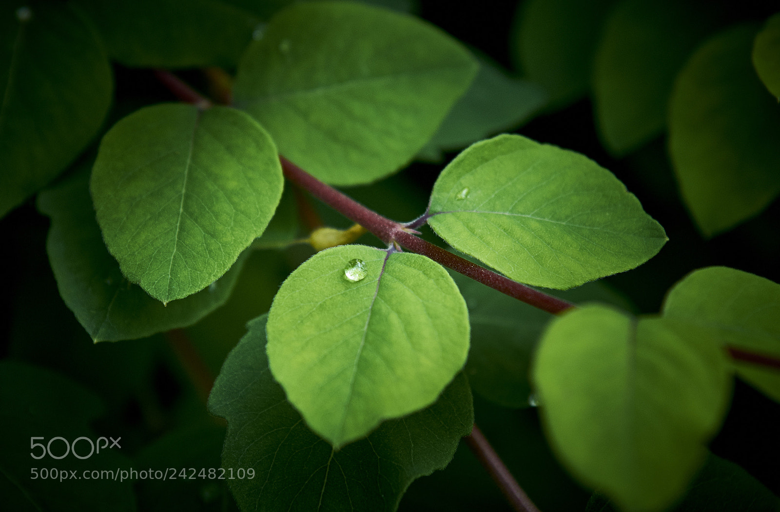 Nikon D90 sample photo. Dew photography