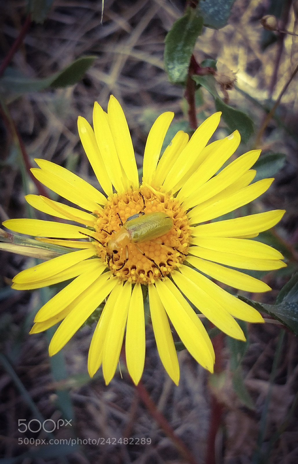 Motorola XT1650 sample photo. Green bug photography
