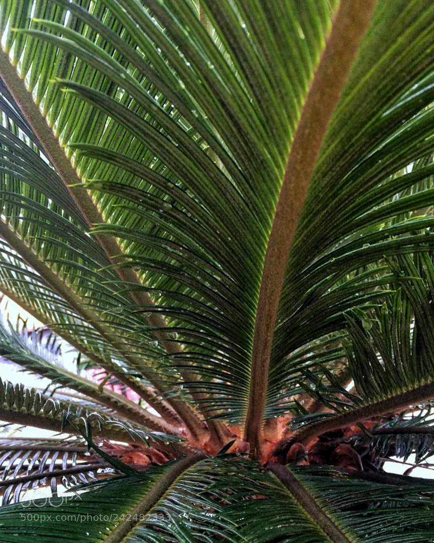 Apple iPhone 5s sample photo. Untitled photography
