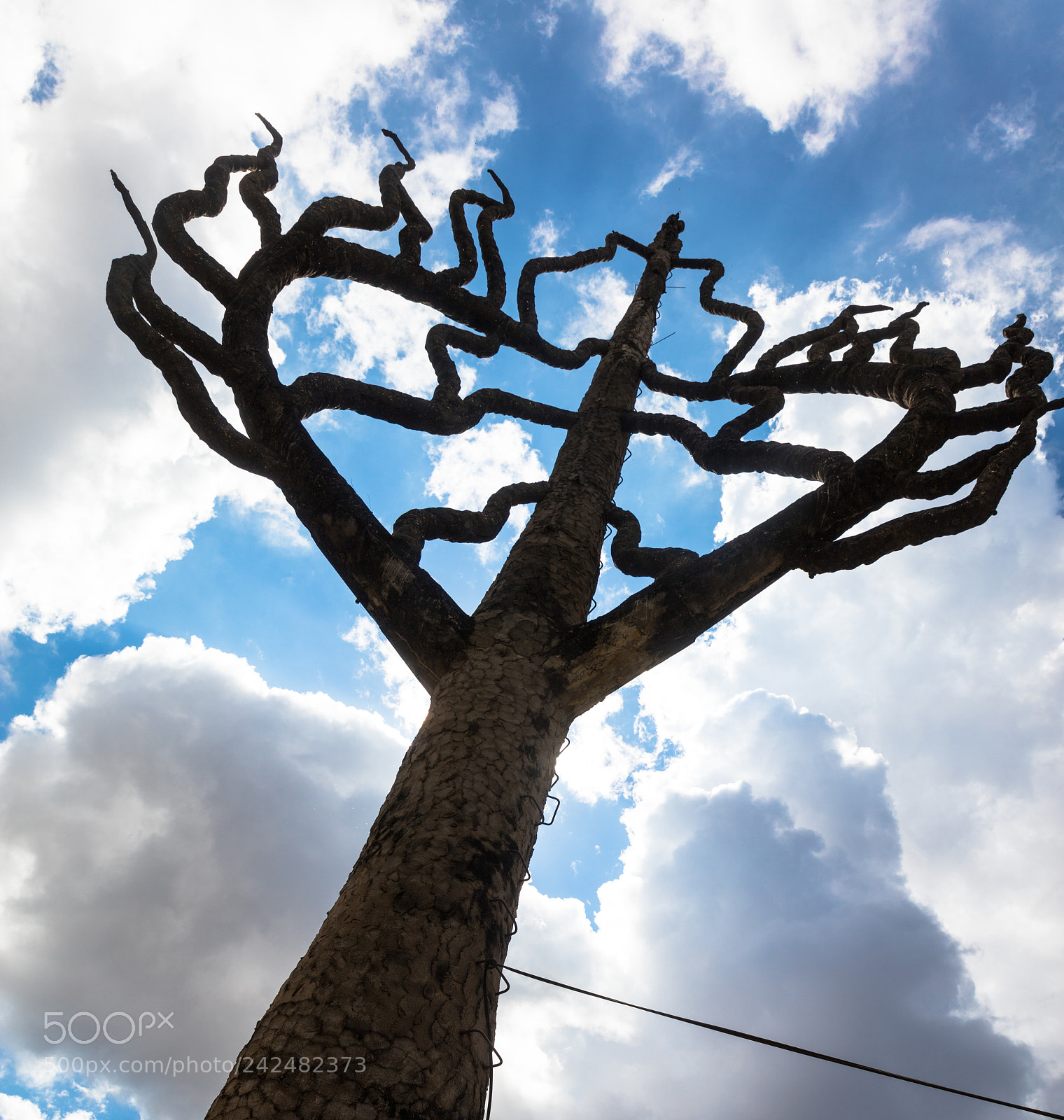 Canon EOS 5DS R sample photo. Tree of life photography