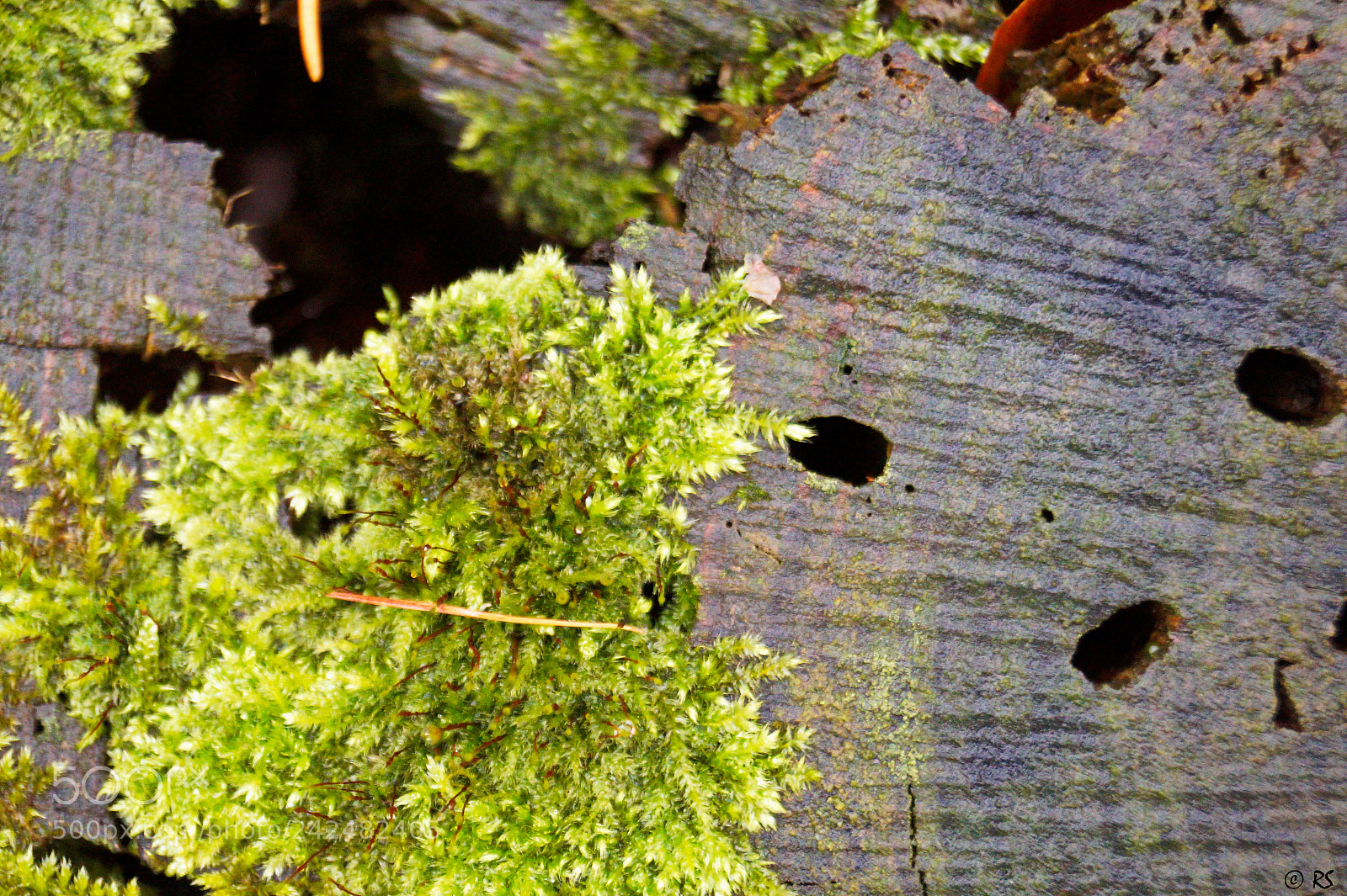 Sony SLT-A58 sample photo. Wood/moss 2 photography