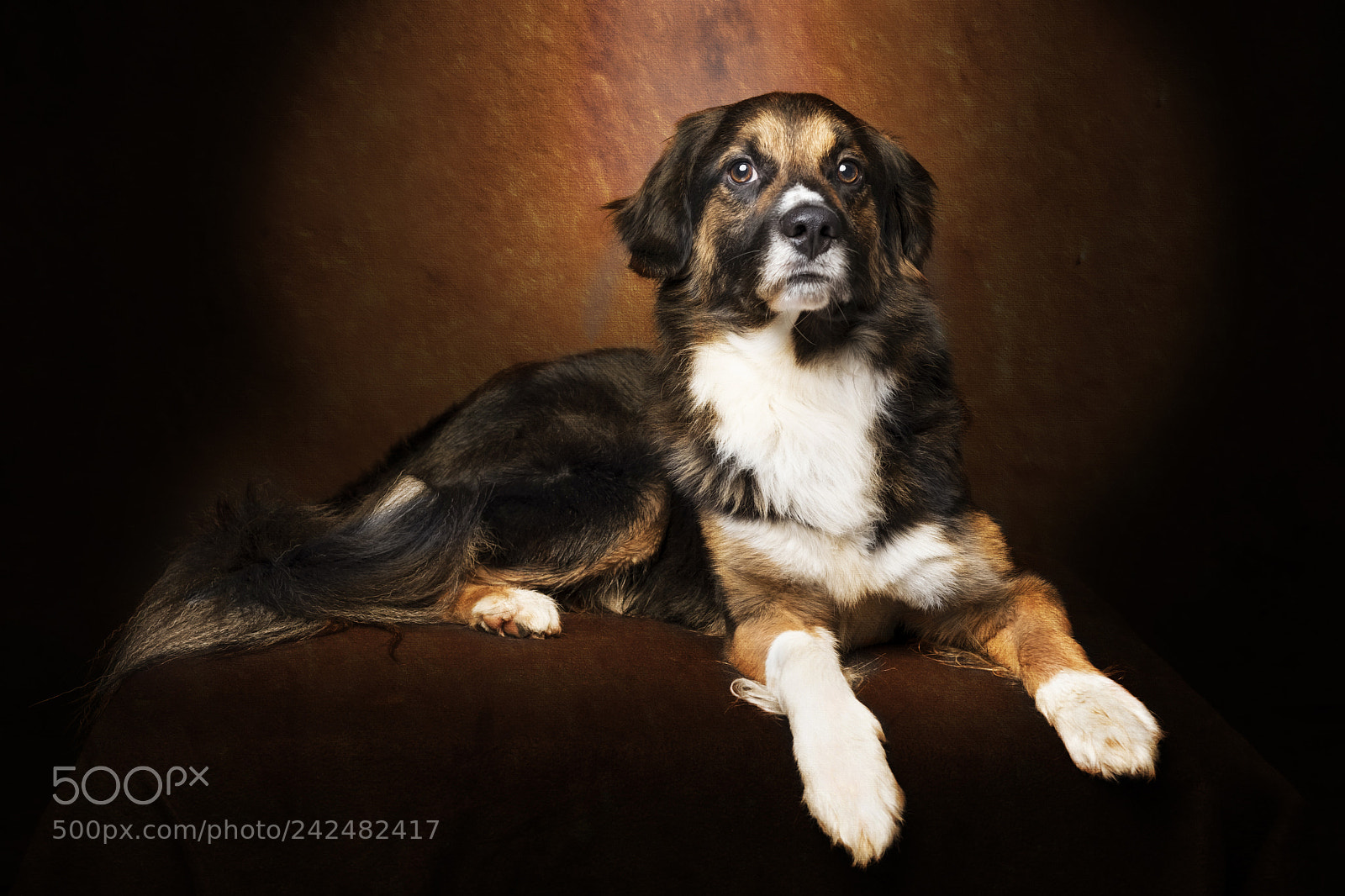 Fujifilm X-T2 sample photo. Dog as art vi photography