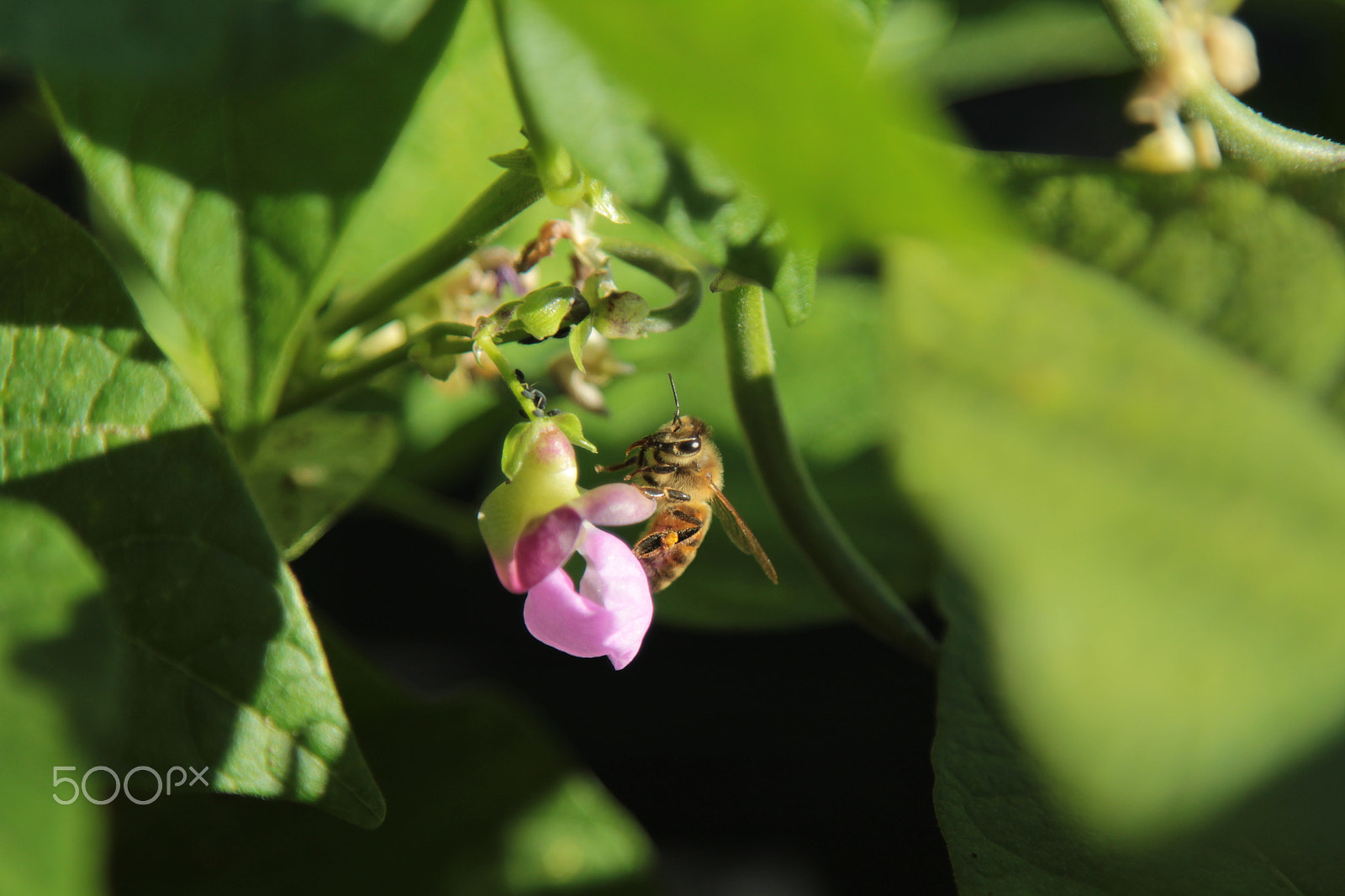 Canon EOS 1200D (EOS Rebel T5 / EOS Kiss X70 / EOS Hi) sample photo. The bee on a green bean flower photography
