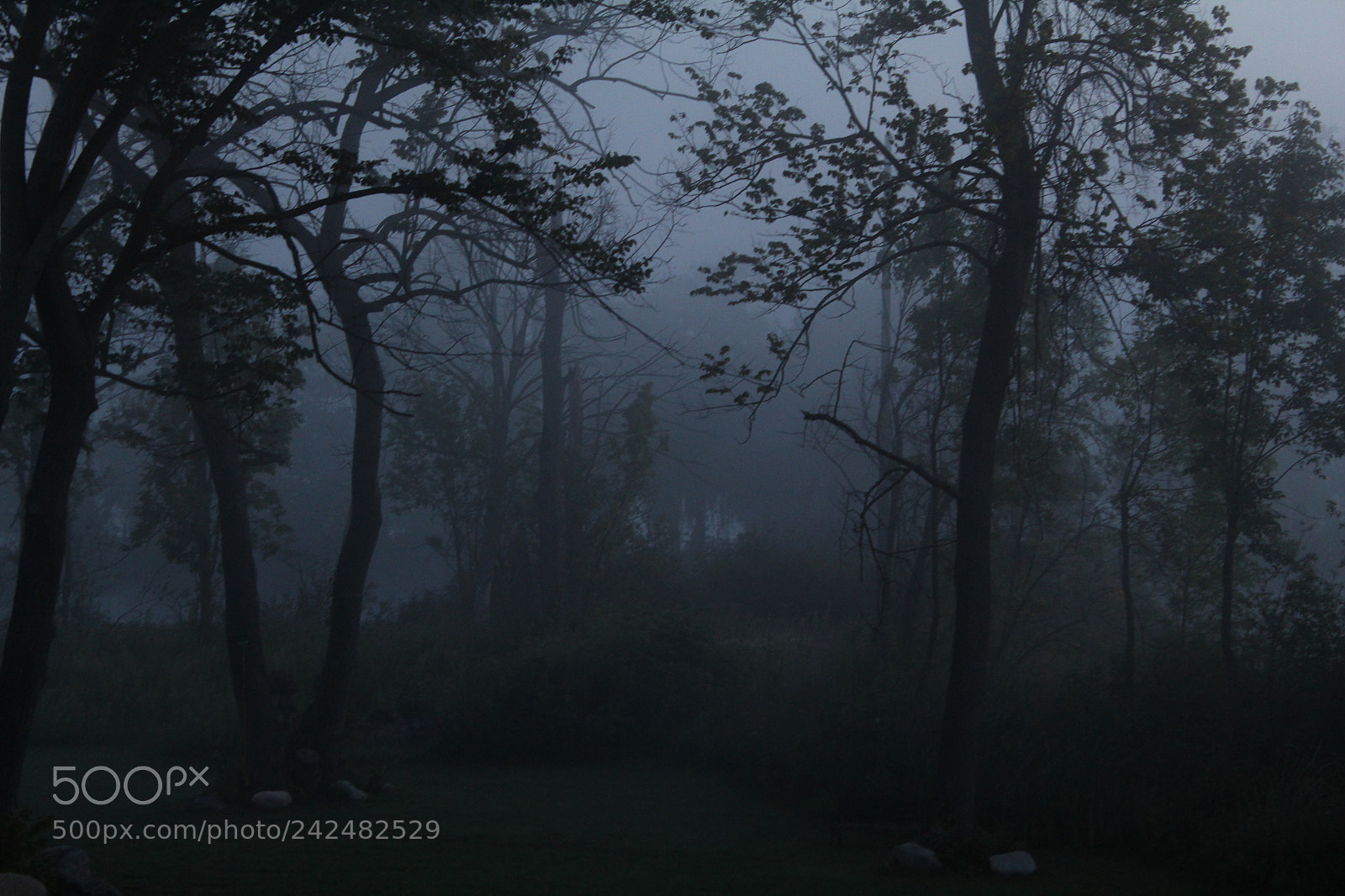 Canon EOS 1300D (EOS Rebel T6 / EOS Kiss X80) sample photo. Foggy photography