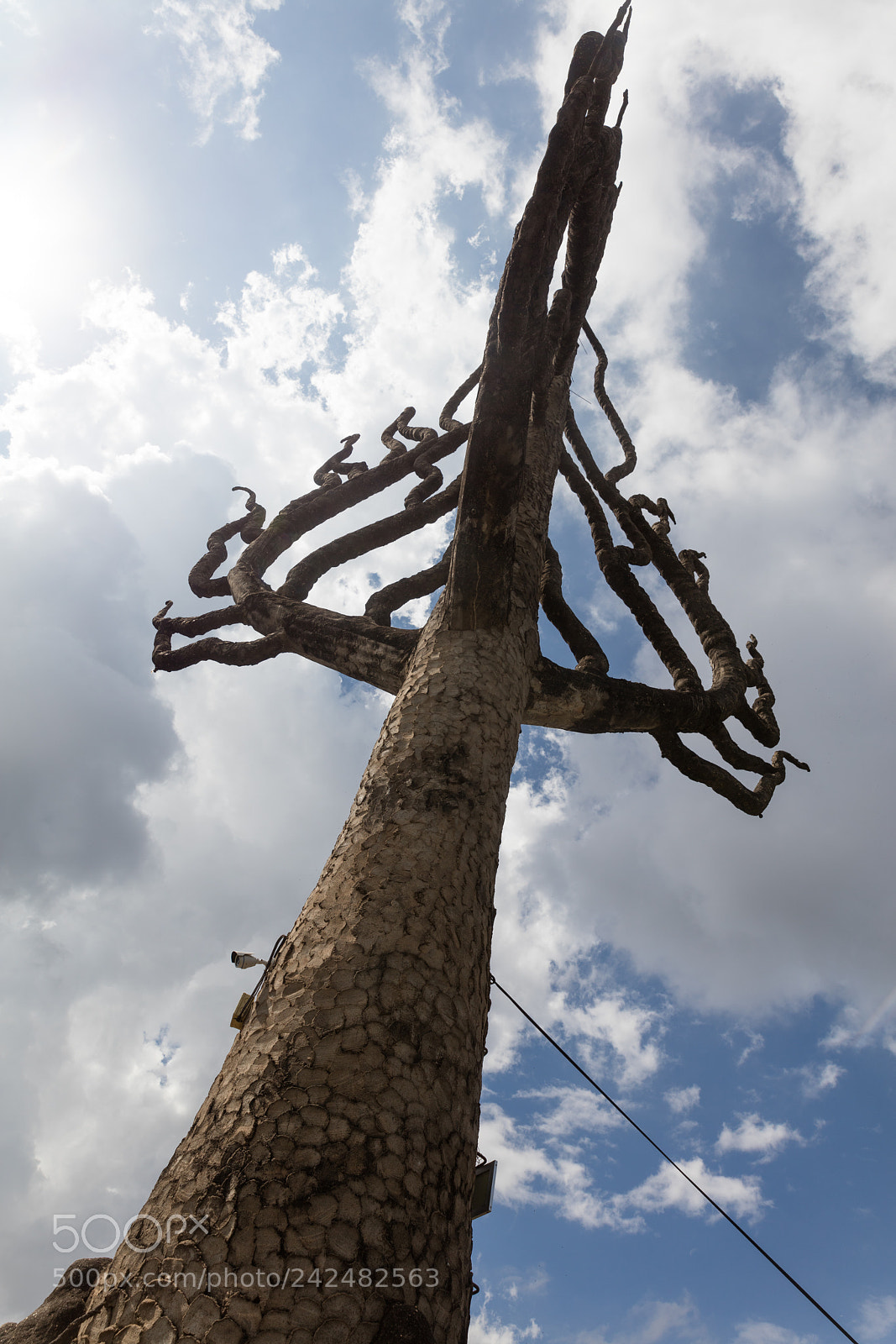 Canon EOS 5DS R sample photo. Tree of life photography