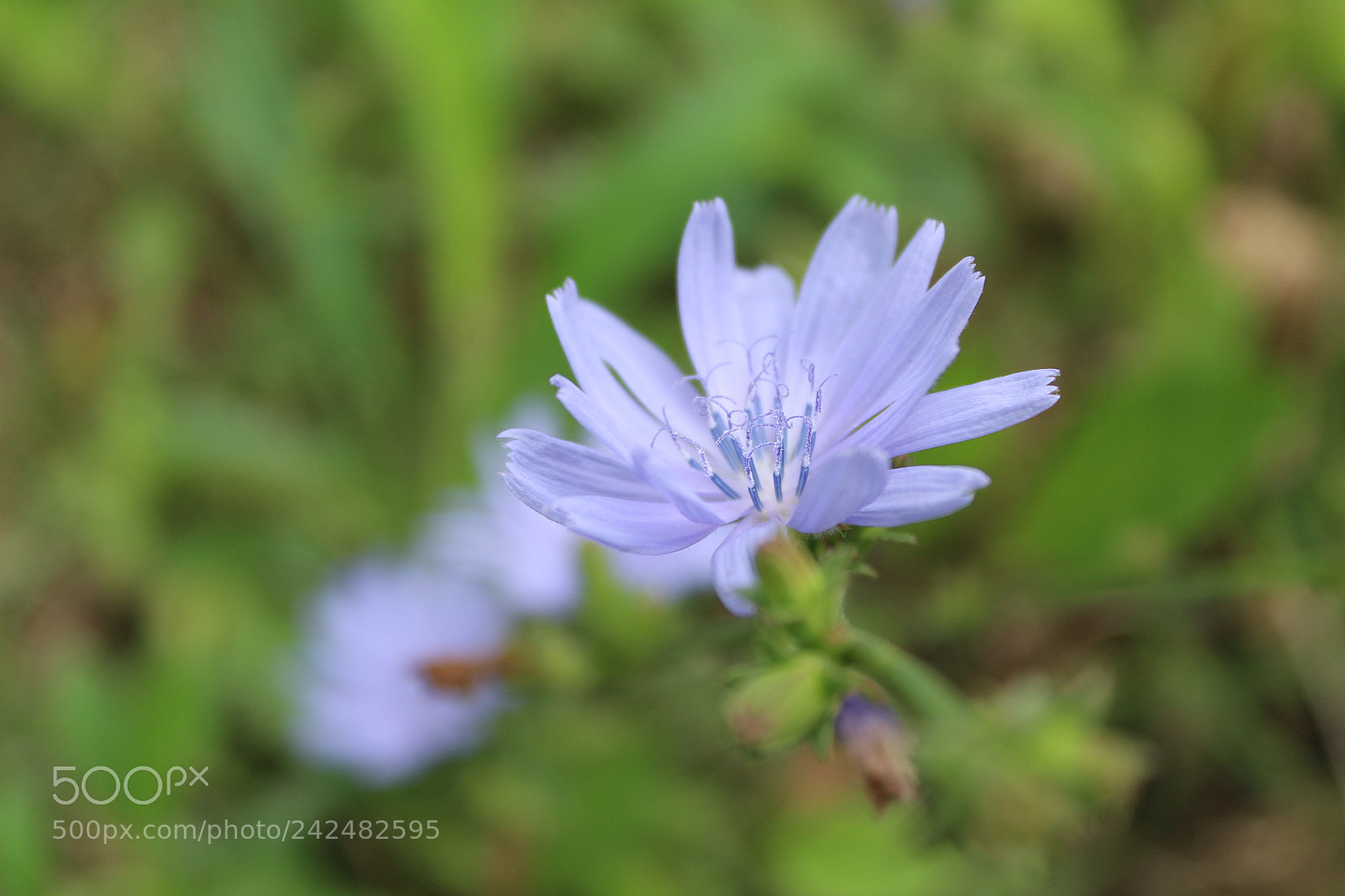 Canon EOS 1300D (EOS Rebel T6 / EOS Kiss X80) sample photo. Blue photography