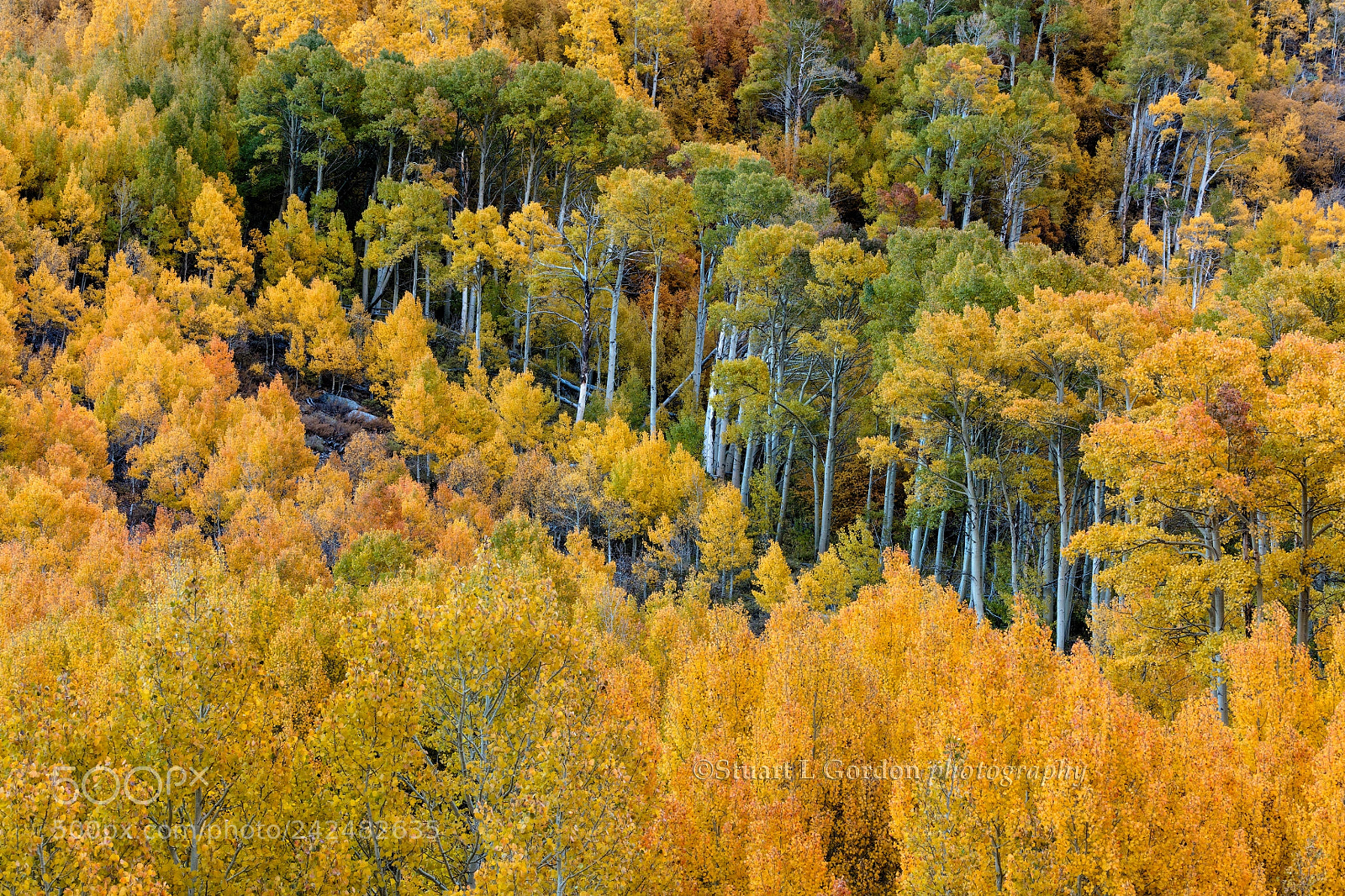 Canon EOS 5DS R sample photo. Autumn bounty photography