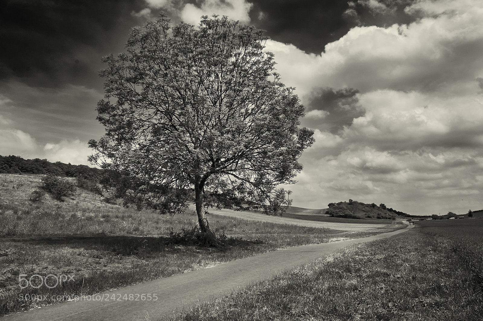 Nikon D90 sample photo. Lone tree photography