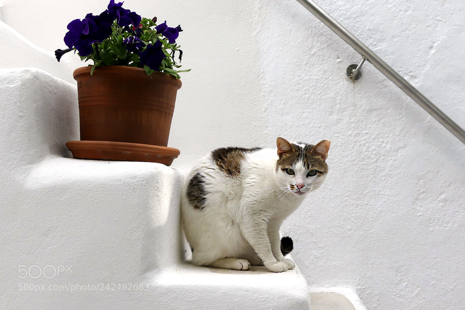 Panasonic Lumix DMC-FZ300 sample photo. Cat in the stairs photography
