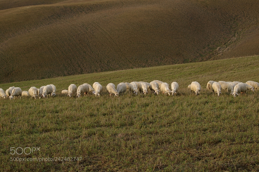 Pentax K100D sample photo. Line of sheeps photography