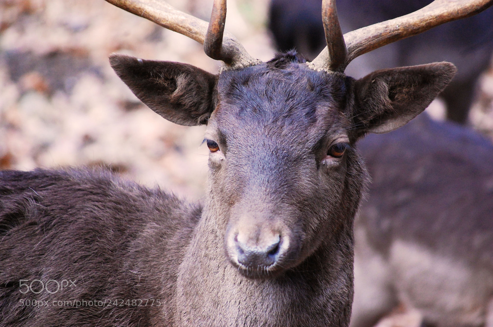 Nikon D40 sample photo. Deer photography
