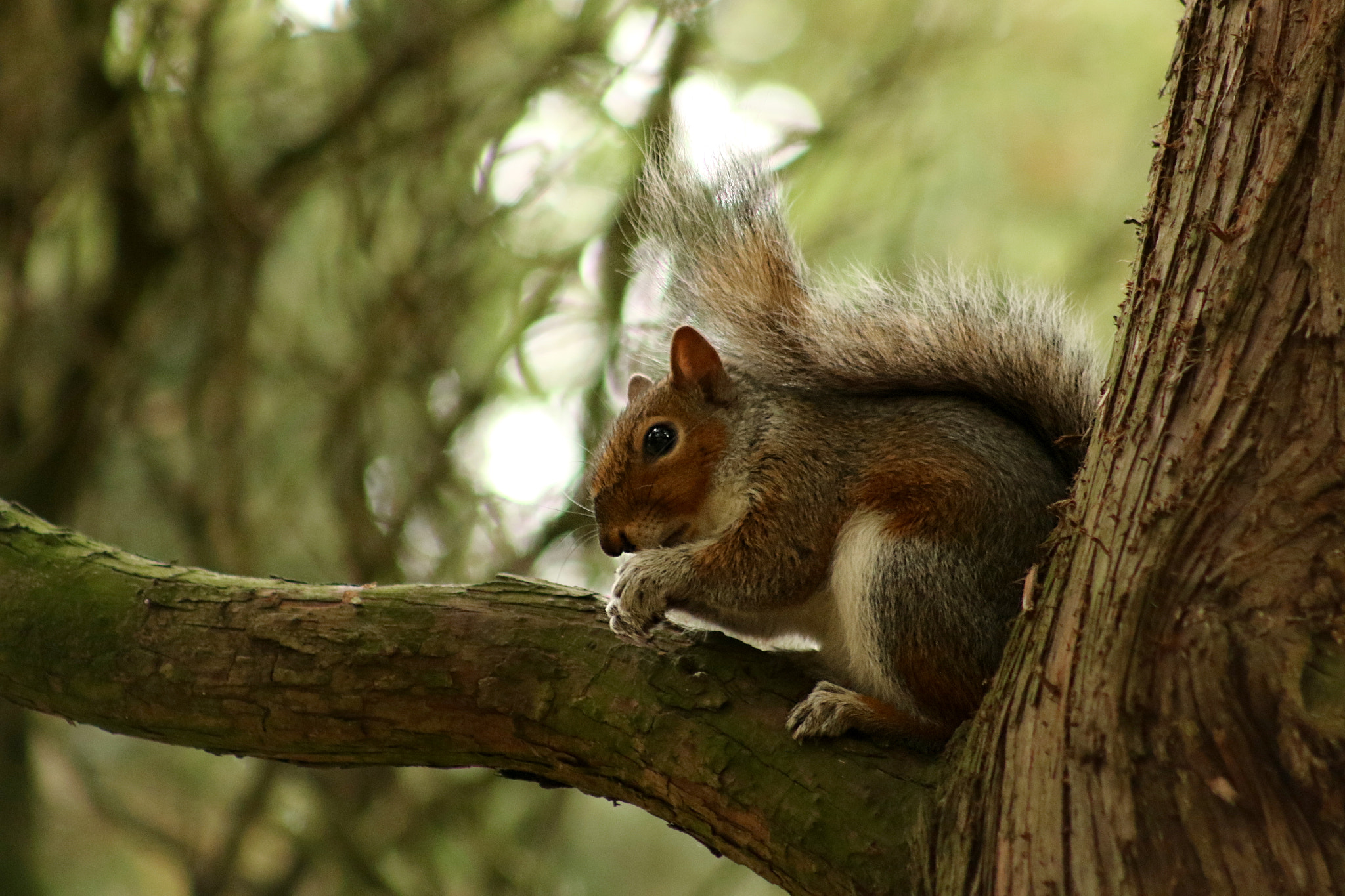 Canon EF 75-300mm f/4-5.6 USM sample photo. Squirrel photography