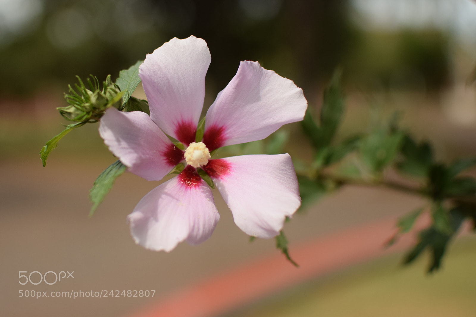 Nikon D5300 + Nikon AF-S DX Nikkor 35mm F1.8G sample photo. Flower photography