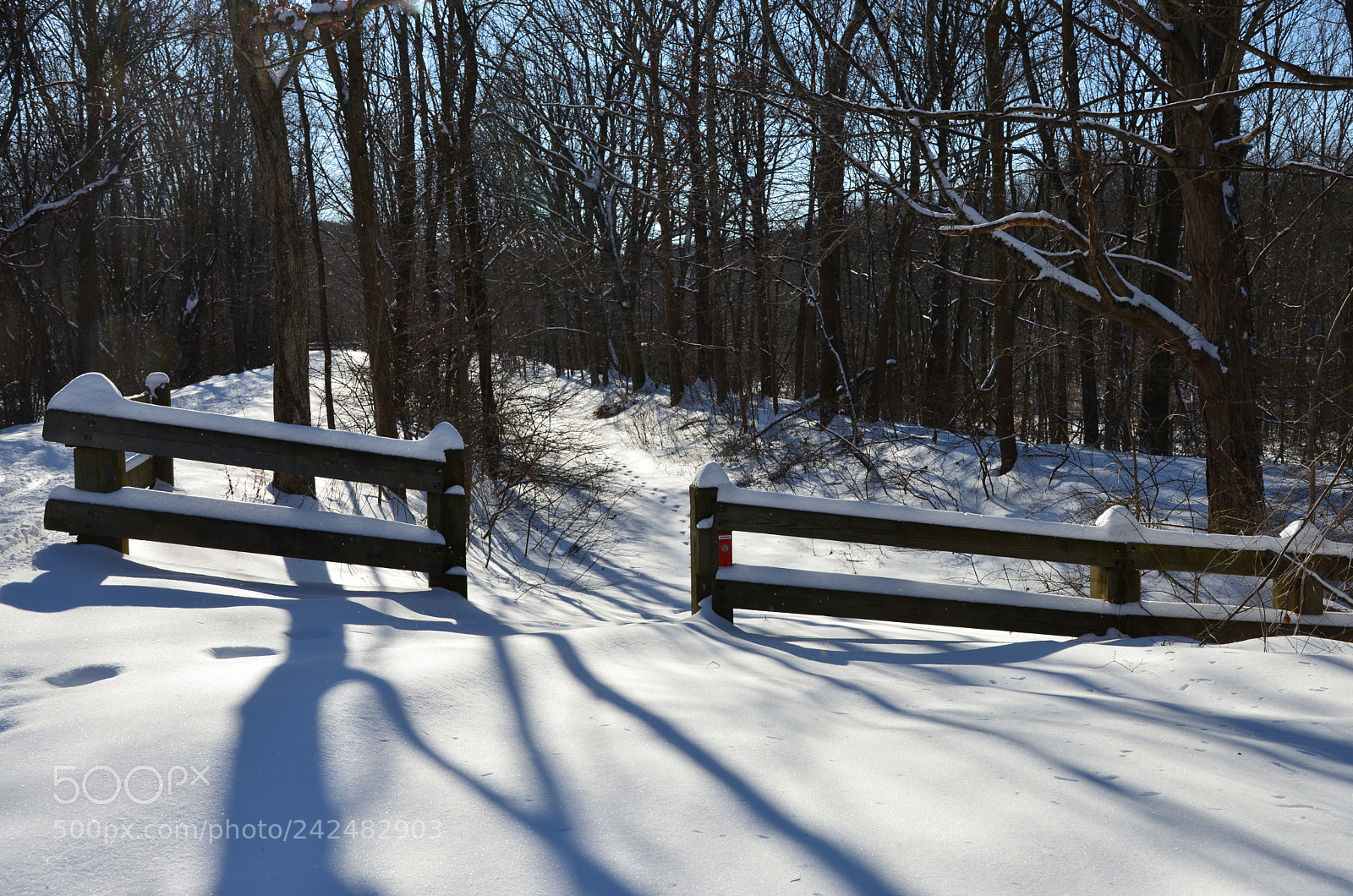 Nikon D600 sample photo. Winter trail photography