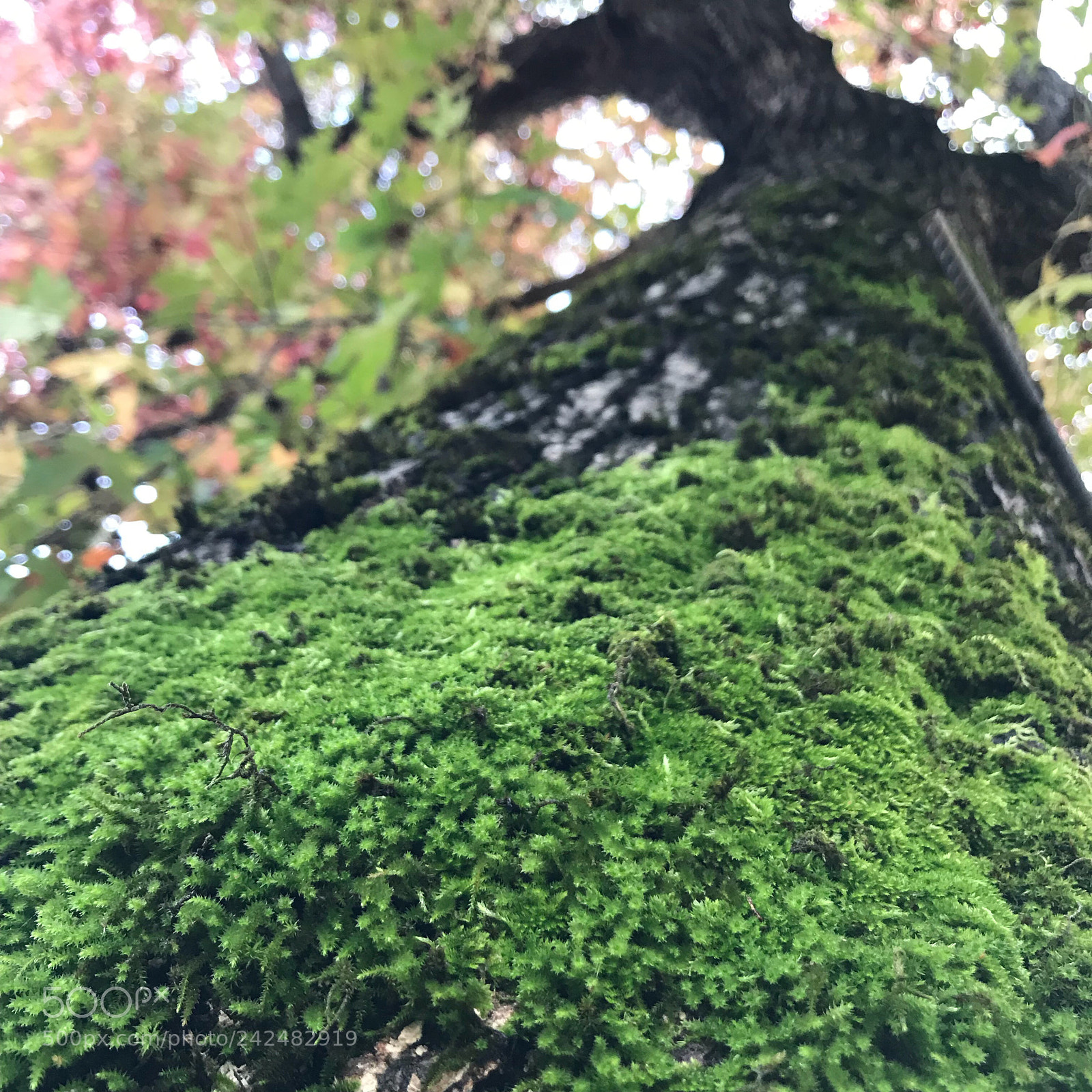 Apple iPhone 7 sample photo. A tree at my photography