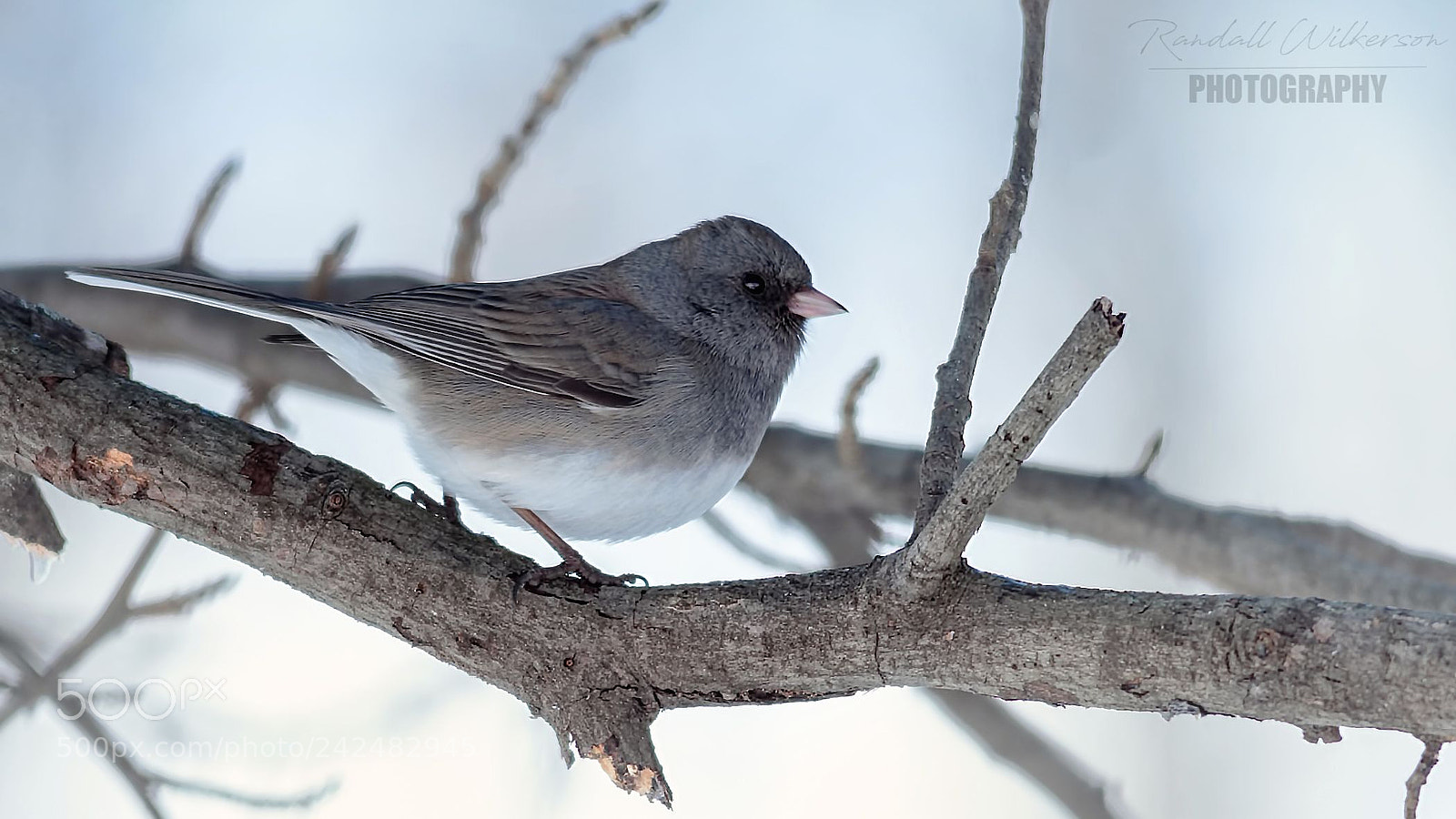 Canon EOS 60D sample photo. Dark-eyed junco photography