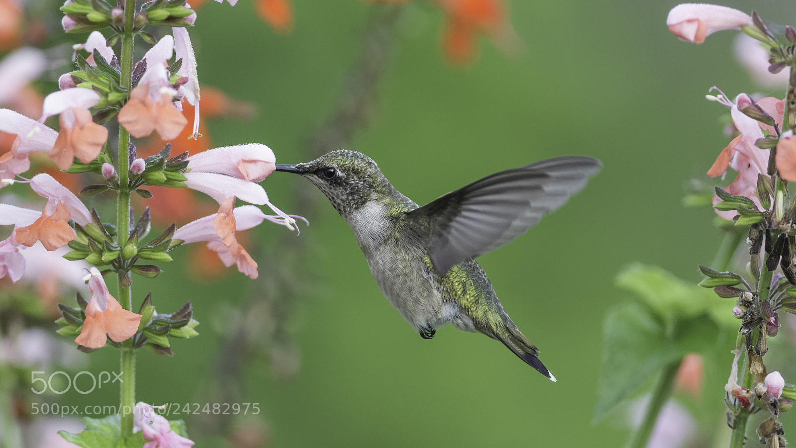 Nikon D7100 sample photo. Colorful photography