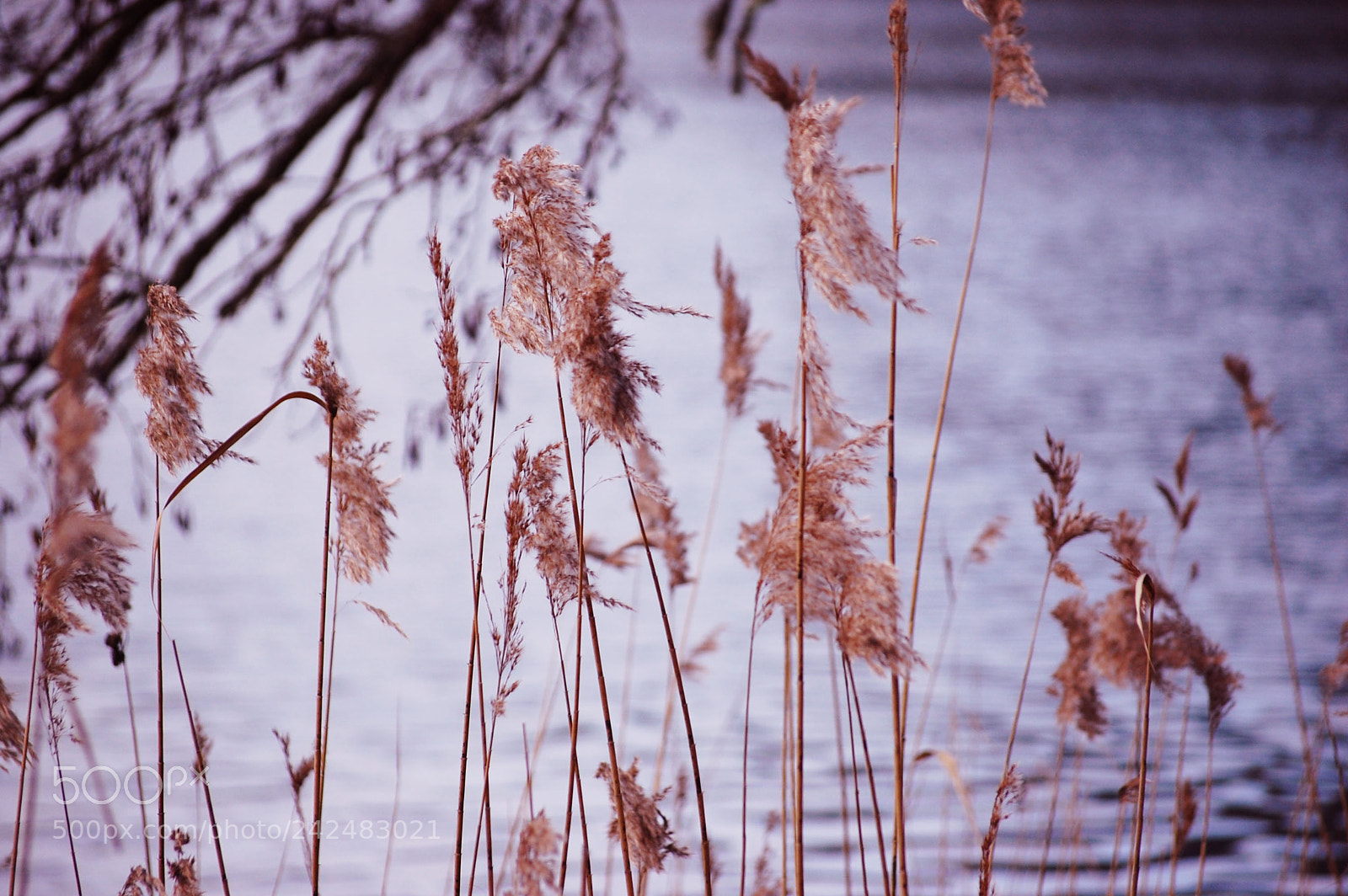 Nikon D40 sample photo. Reed winter photography