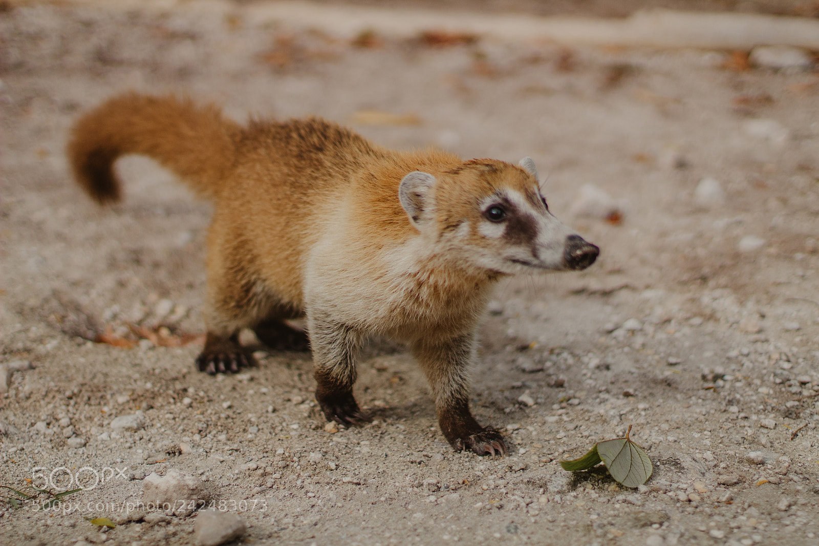 Canon EOS 1300D (EOS Rebel T6 / EOS Kiss X80) sample photo. Coati i photography