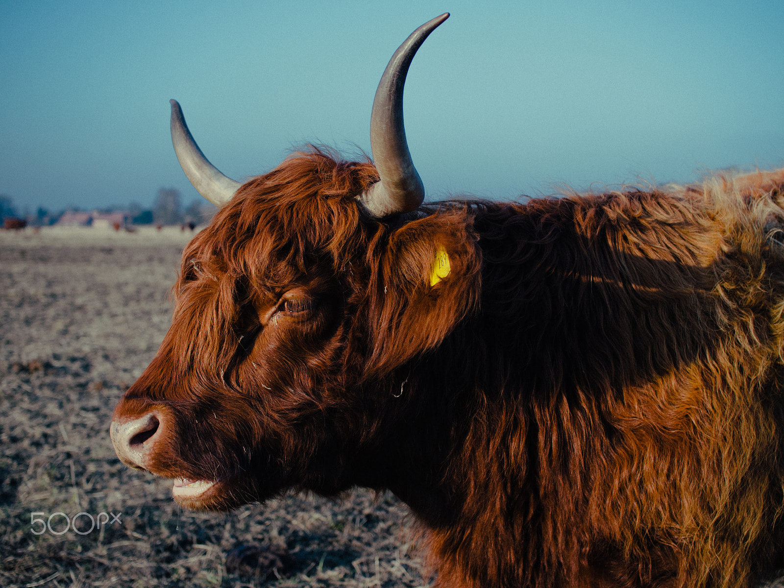 Panasonic Lumix DMC-G2 sample photo. Highland cattle iv photography