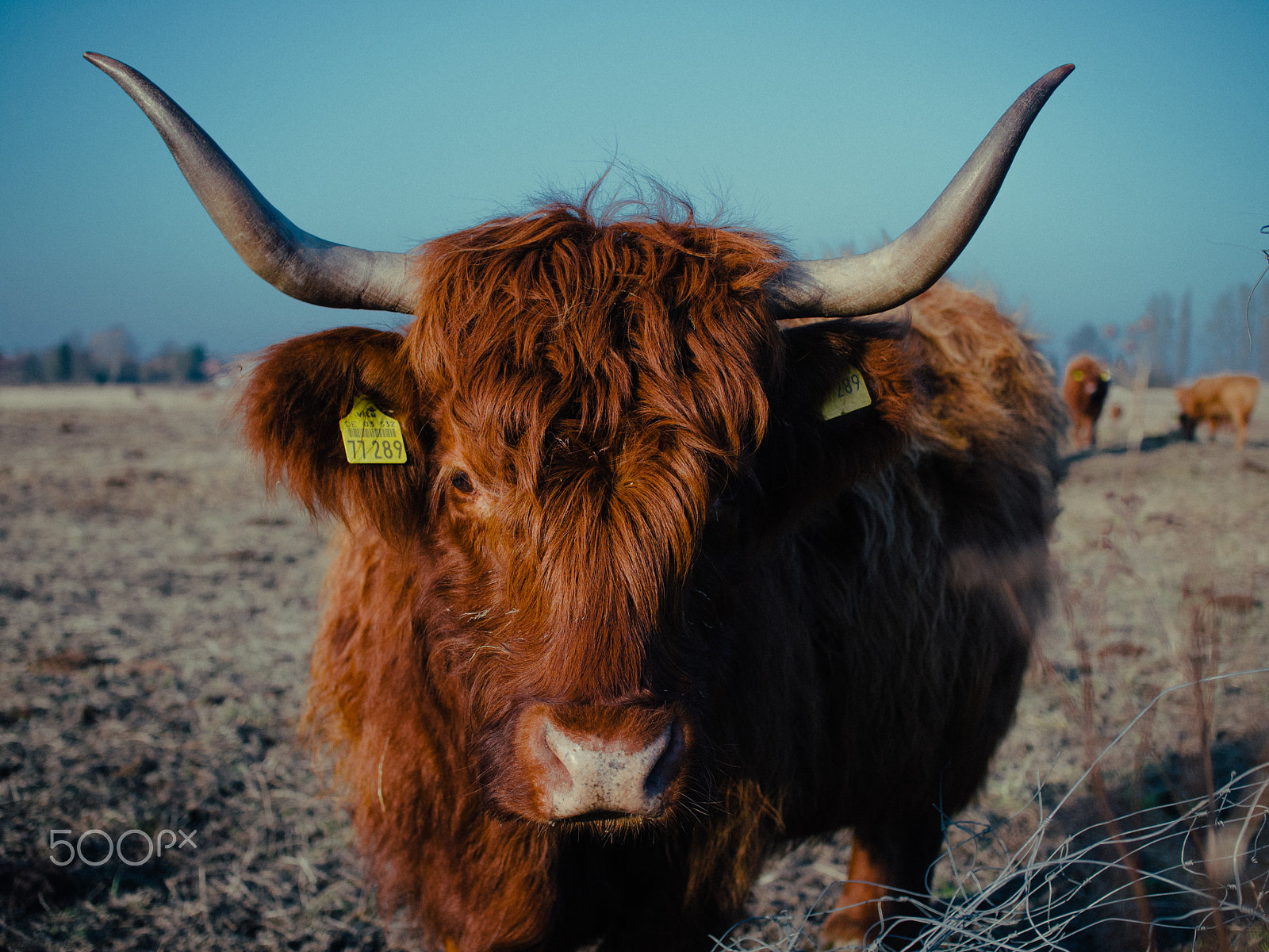 Panasonic Lumix DMC-G2 sample photo. Highland cattle v photography