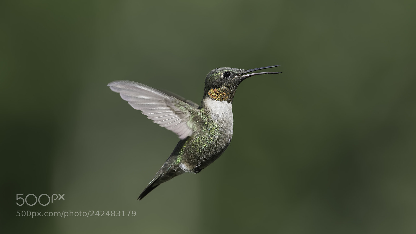 Nikon D7100 sample photo. Talking hummingbird photography