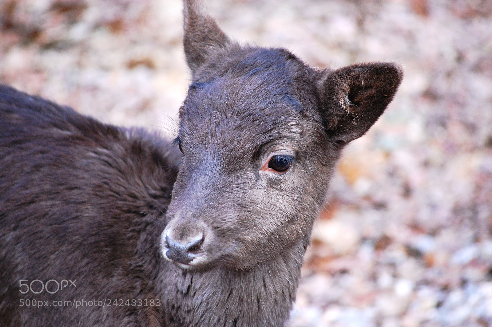 Nikon D40 sample photo. Little deer photography