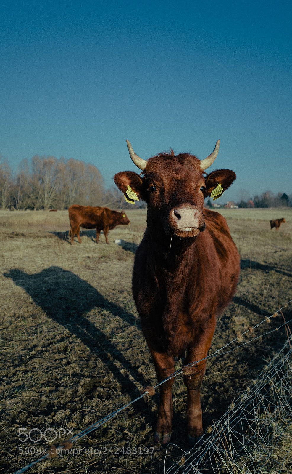 Ricoh GR II sample photo. Angeln cattle photography