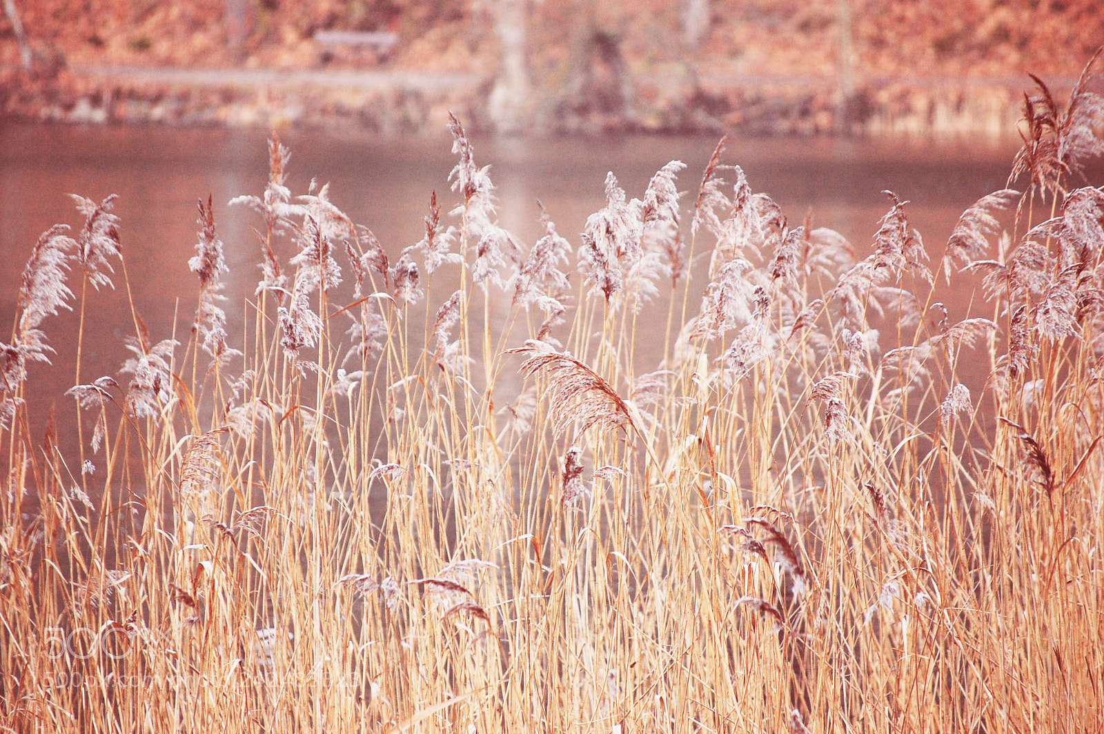 Nikon D40 sample photo. Reed photography